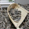 Chinese Sunflower Seed 5009